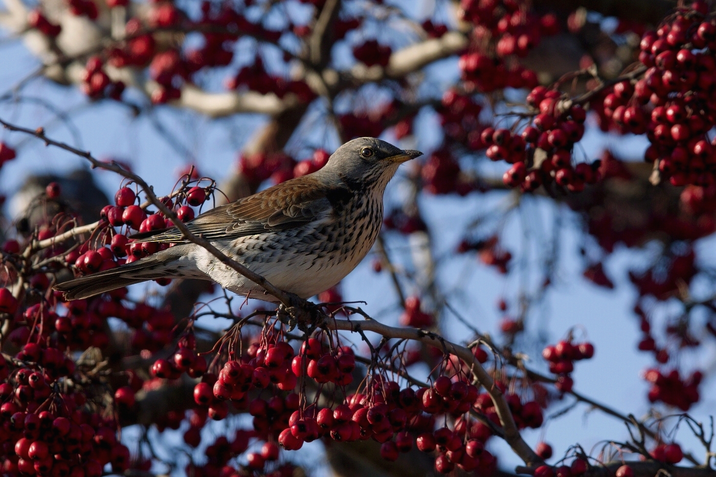 Drozd kvíčala  ( Turdus pilaris )