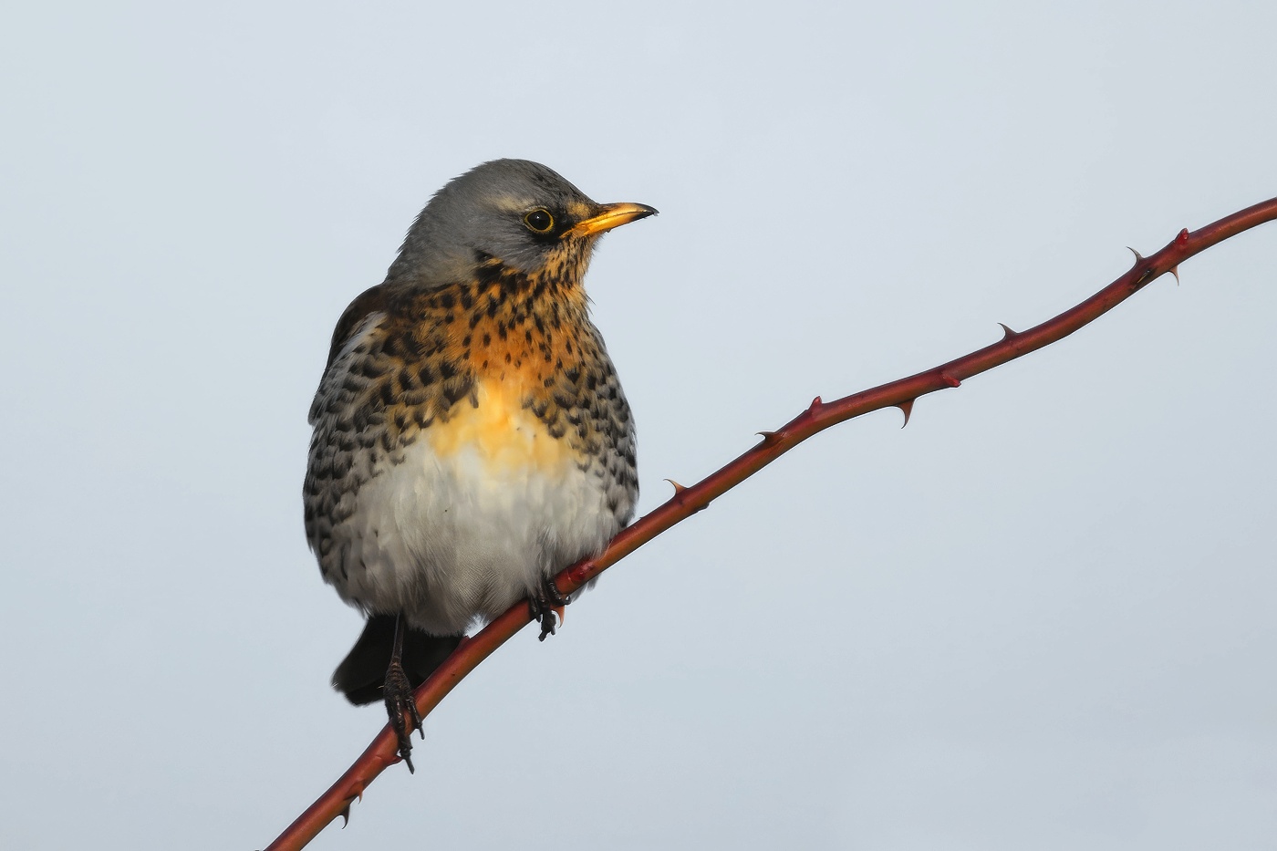 Drozd kvíčala  (Turdus pilaris )