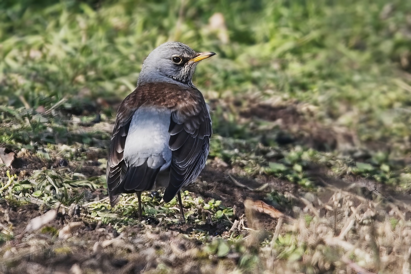 Drozd kvíčala  (Turdus pilaris )