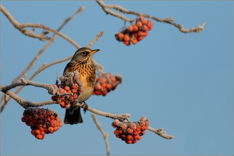 Drozd kvíčala  ( Turdus pilaris )