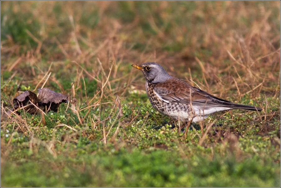 Drozd kvíčala  ( Turdus pilaris )