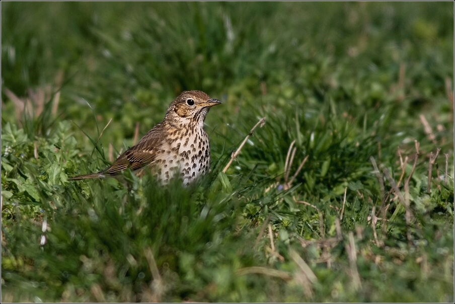 Drozd zpěvný  ( Turdus philomelos )