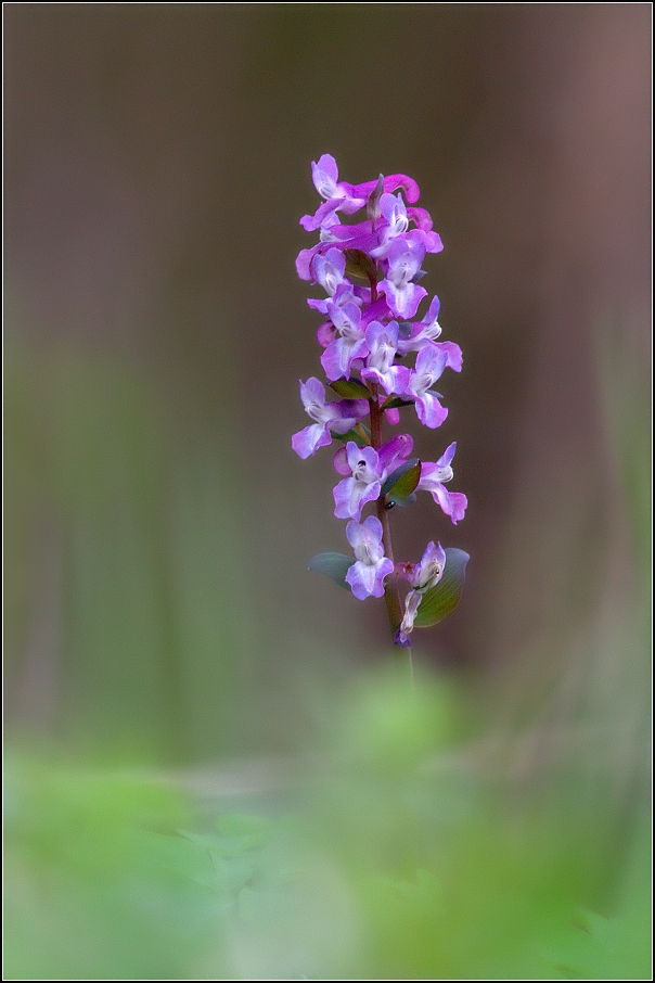 Dymnivka dutá ( Corydalis cava )