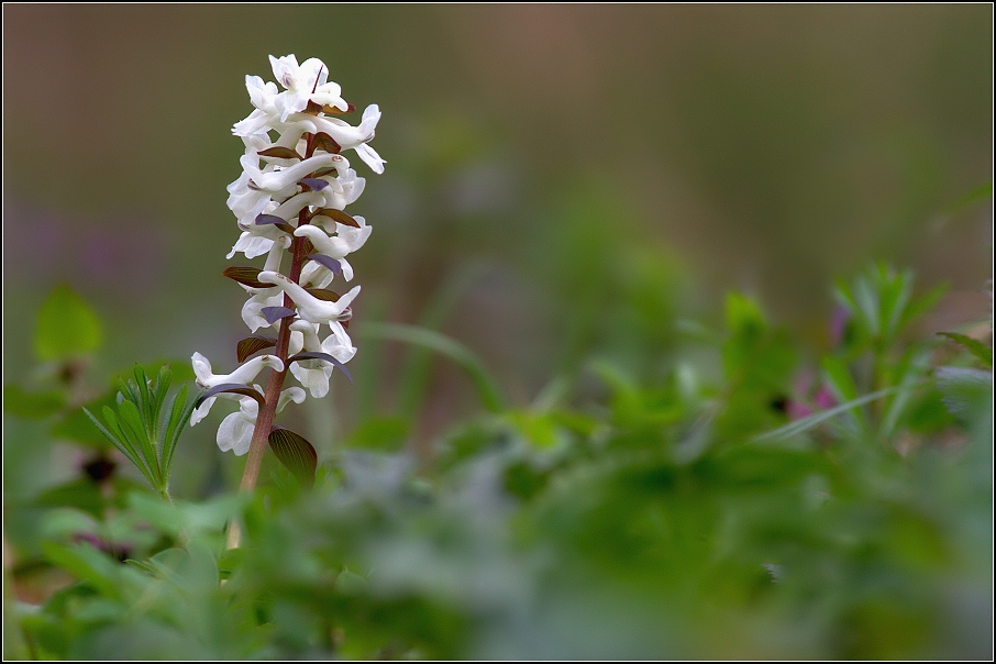 Dymnivka dutá ( Corydalis cava )