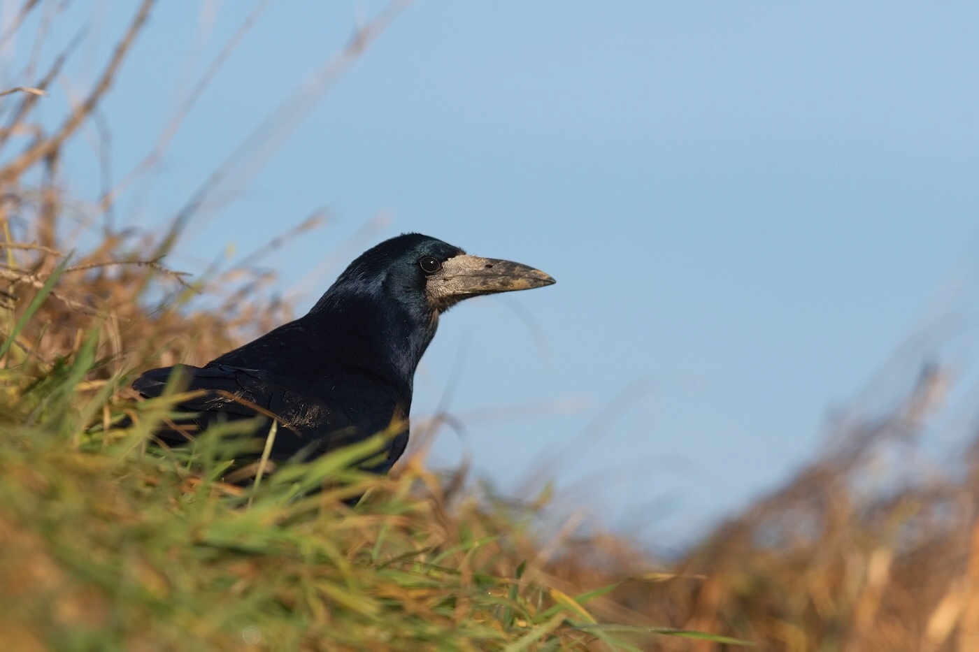 Havran polní  ( Corvus frugilegus )