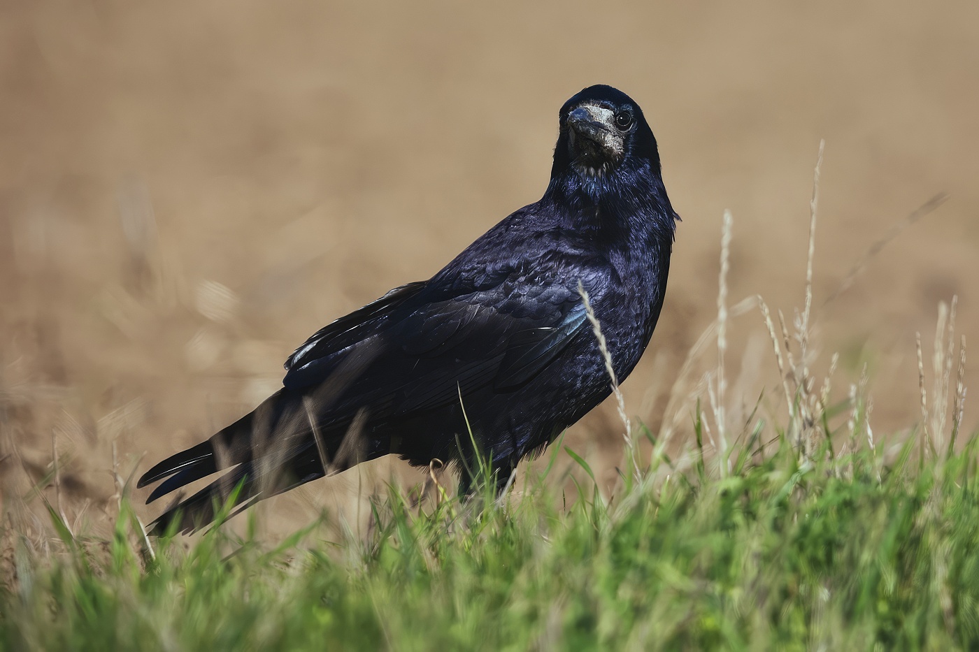 Havran polní  ( Corvus frugilegus )
