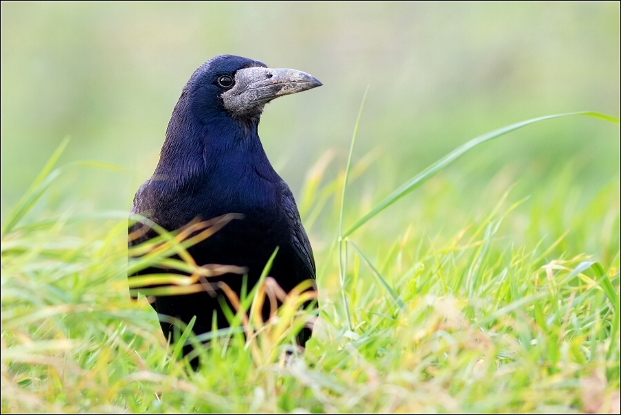 Havran polní  ( Corvus frugilegus )