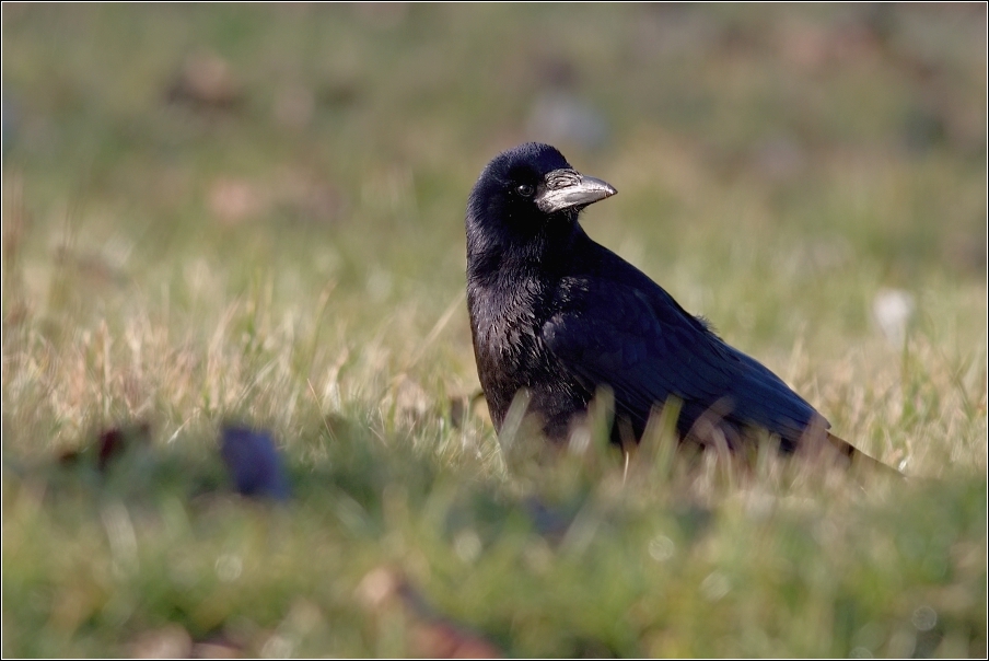 Havran polní  ( Corvus frugilegus )