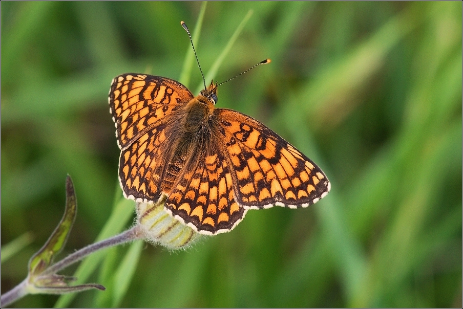 Hnědásek jitrocelový  ( Melitaeta athalia )