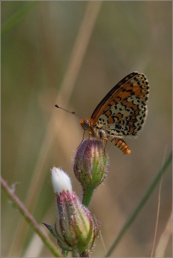 Hnědásek jižní  ( Melitaea trivia )