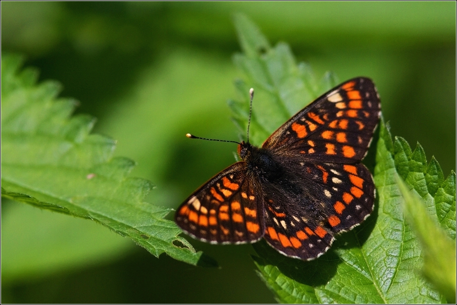 Hnědásek osikový  ( Euphydryas maturna )