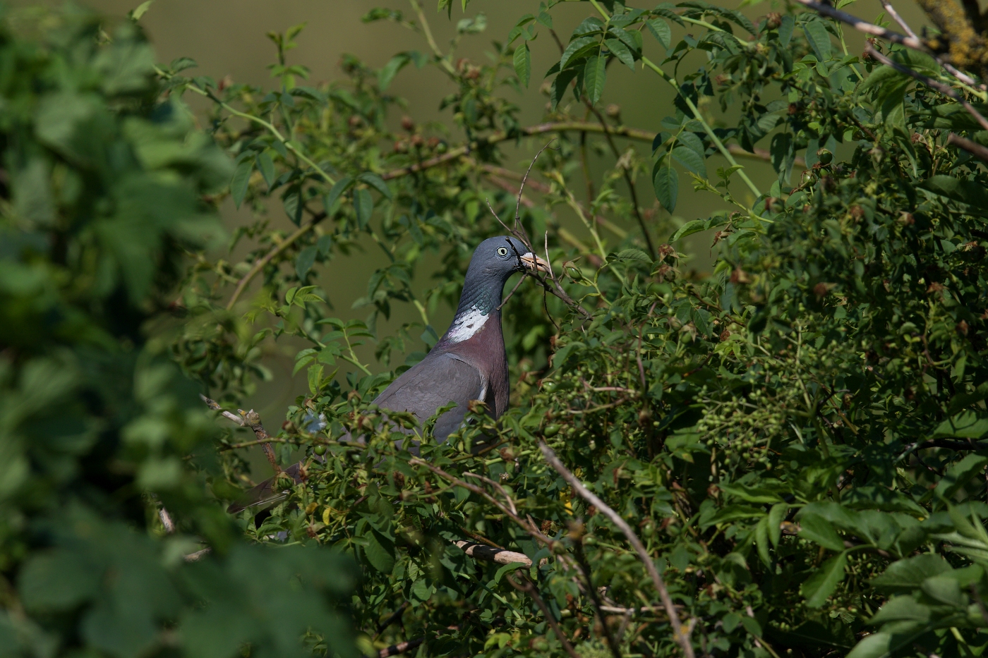 Holub hřivnáč  ( Columba palumbus )