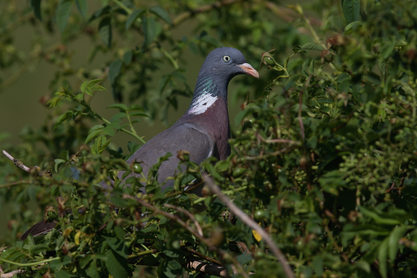 Holub hřivnáč  ( Columba palumbus )