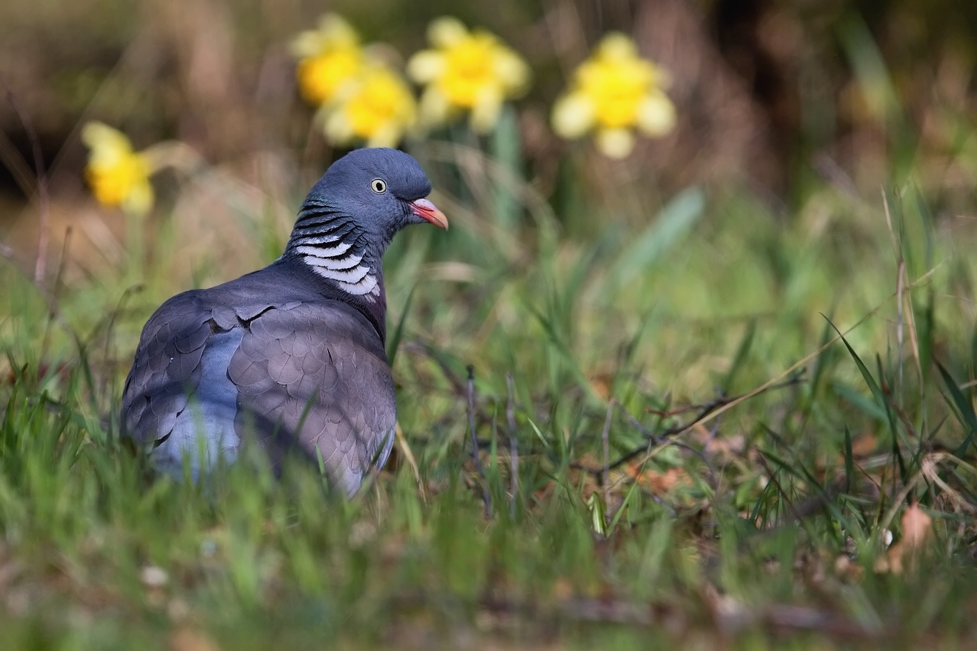 Holub hřivnáč  ( Columba palumbus )