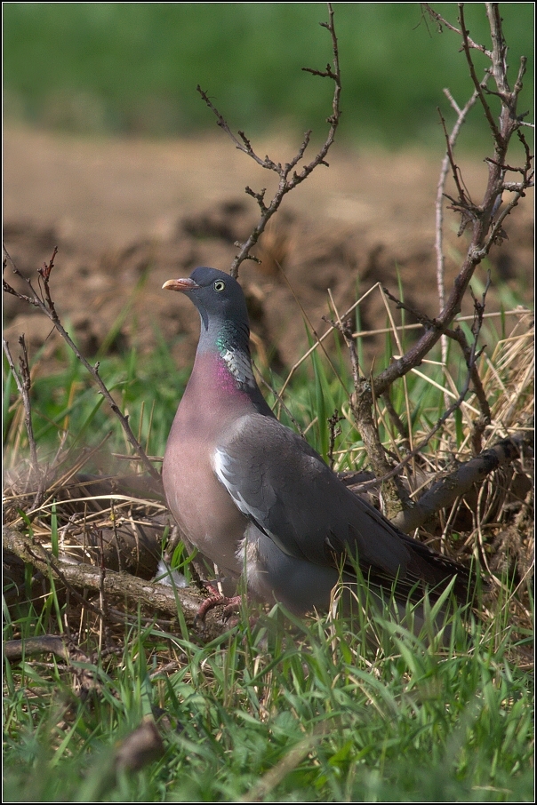 Holub hřivnáč ( Columba palumbus )