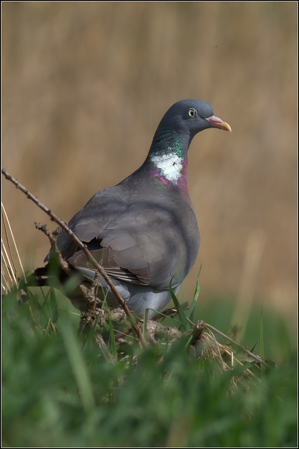 Holub hřivnáč ( Columba palumbus )
