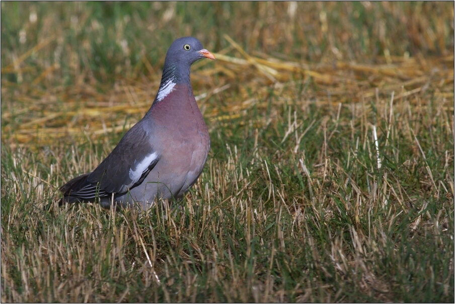 Holub hřivnáč ( Columba palumbus )