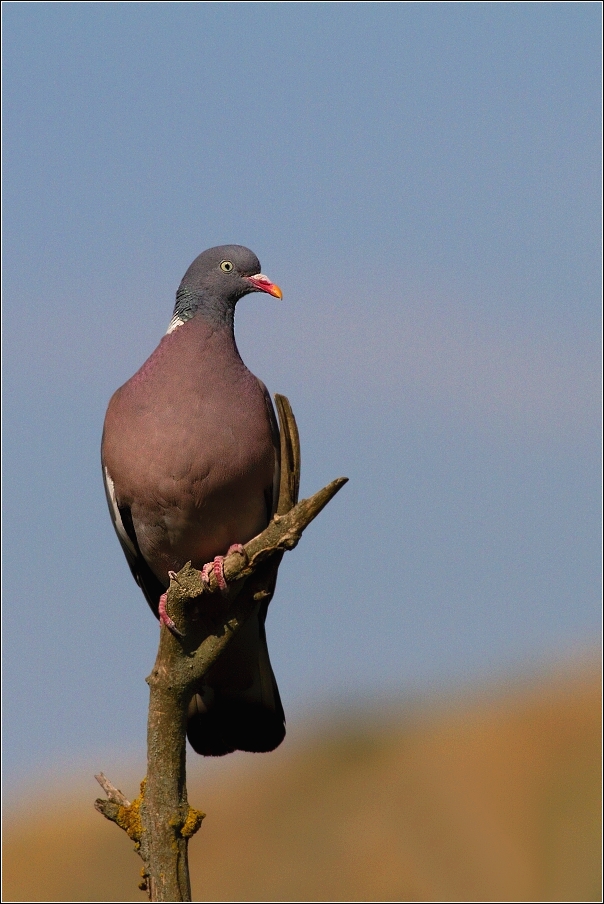 Holub hřivnáč  ( Columba palumbus )