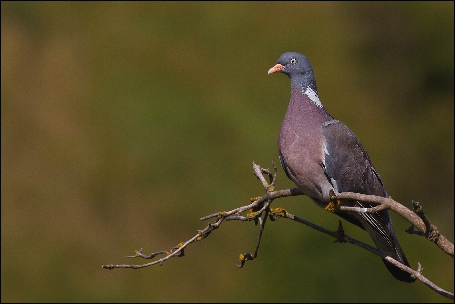Holub hřivnáč  ( Columba palumbus )
