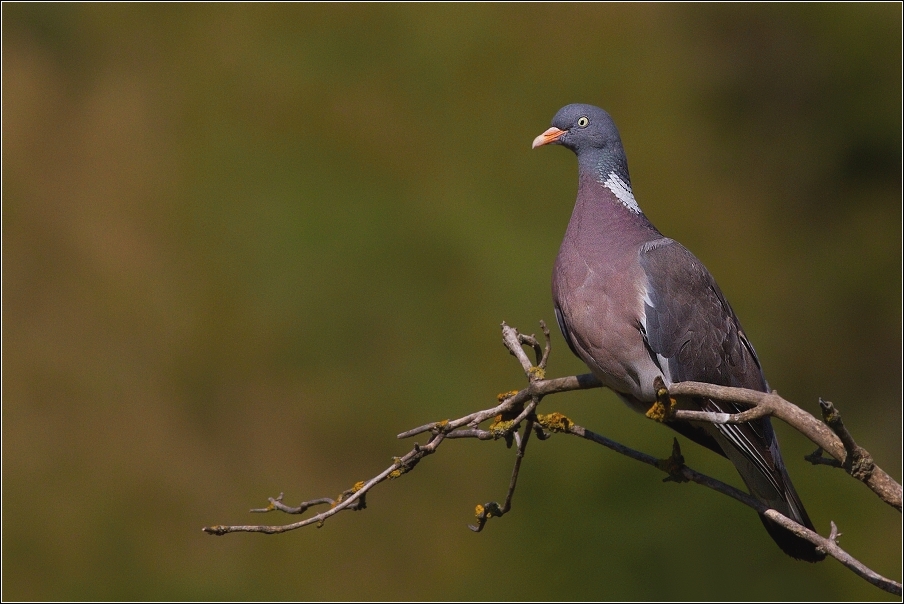 Holub hřivnáč  ( Columba palumbus )