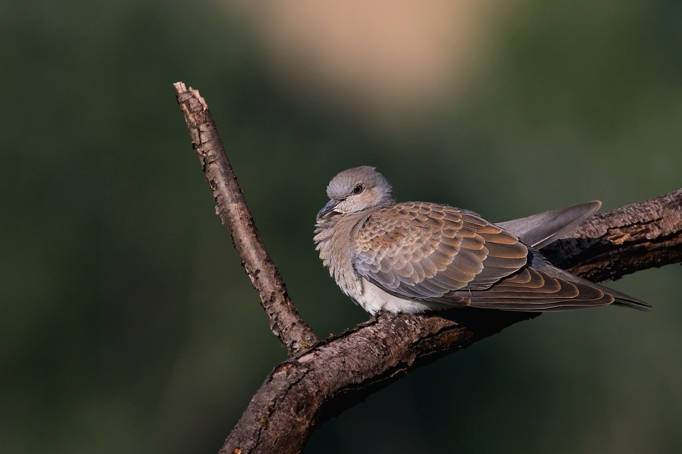 Hrdlička divoká  ( Streptolelia turtur )