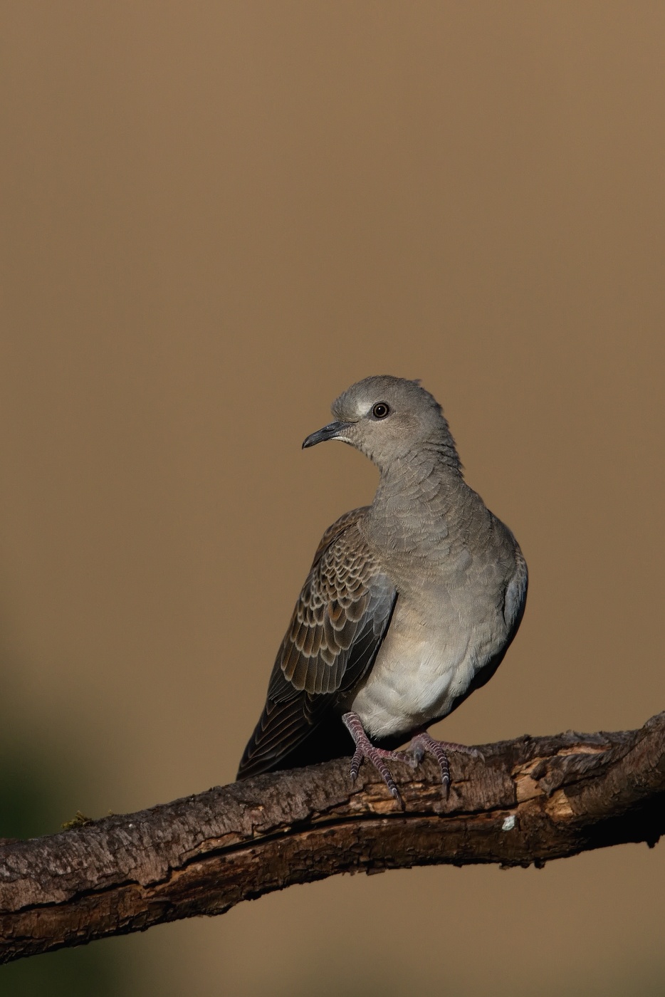 Hrdlička divoká  ( Streptolelia turtur )
