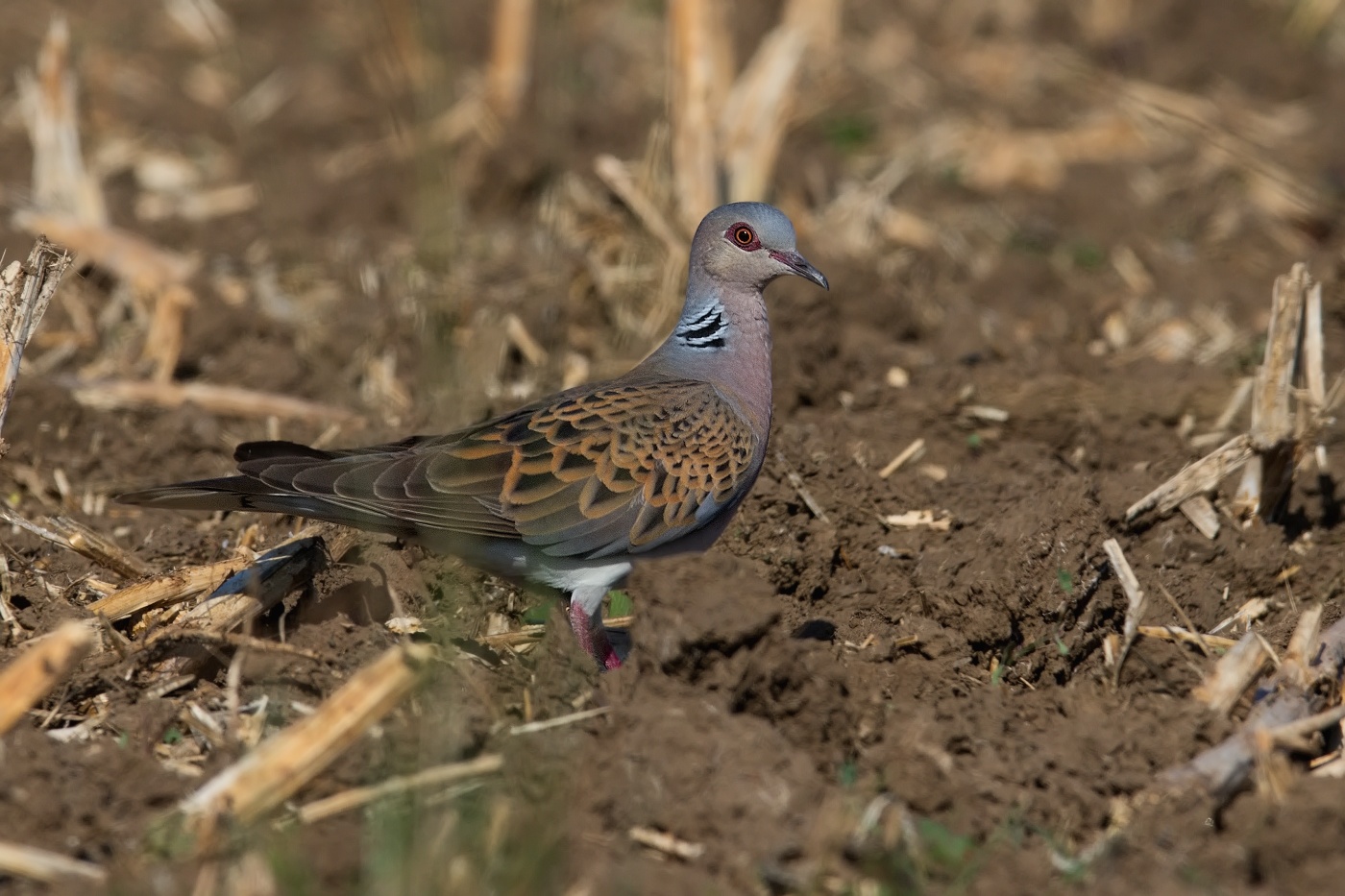 Hrdlička divoká  ( Streptolelia turtur )