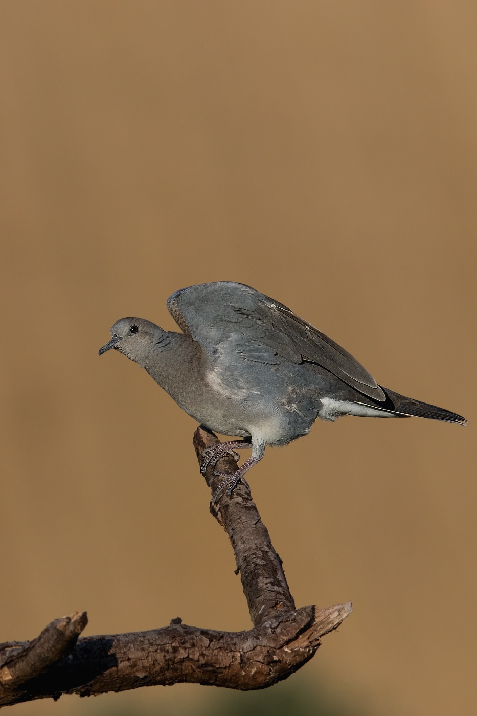 Hrdlička divoká  ( Streptolelia turtur )