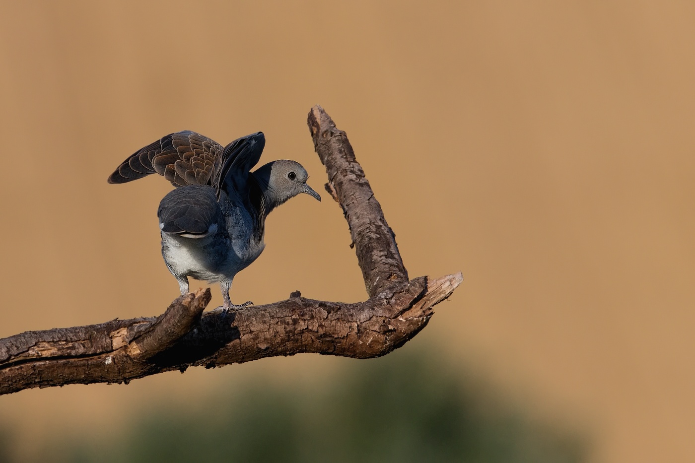 Hrdlička divoká  ( Streptolelia turtur )