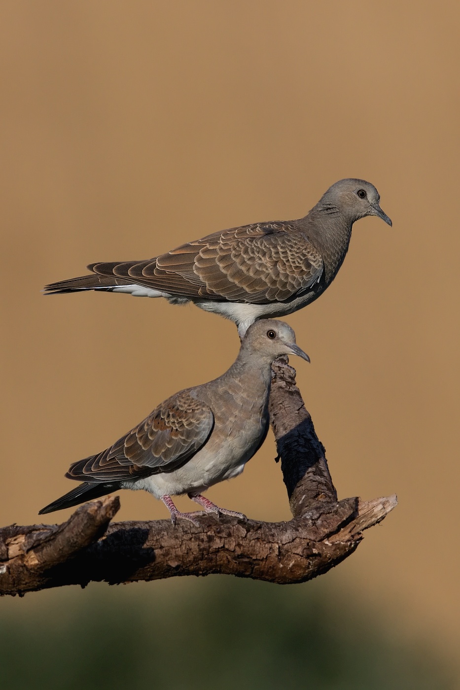 Hrdlička divoká  ( Streptolelia turtur )