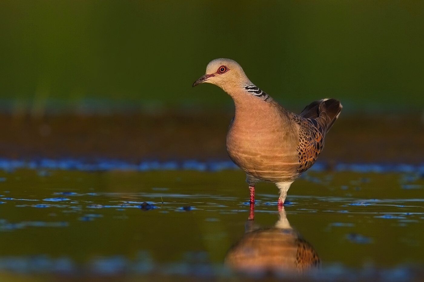 Hrdlička divoká  ( Streptopelia turtur )