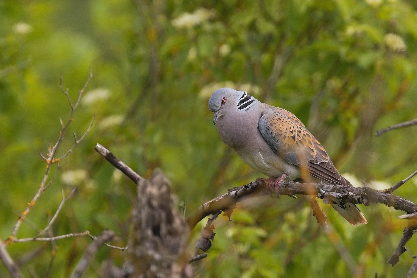 Hrdlička divoká  ( Streptopelia turtur )