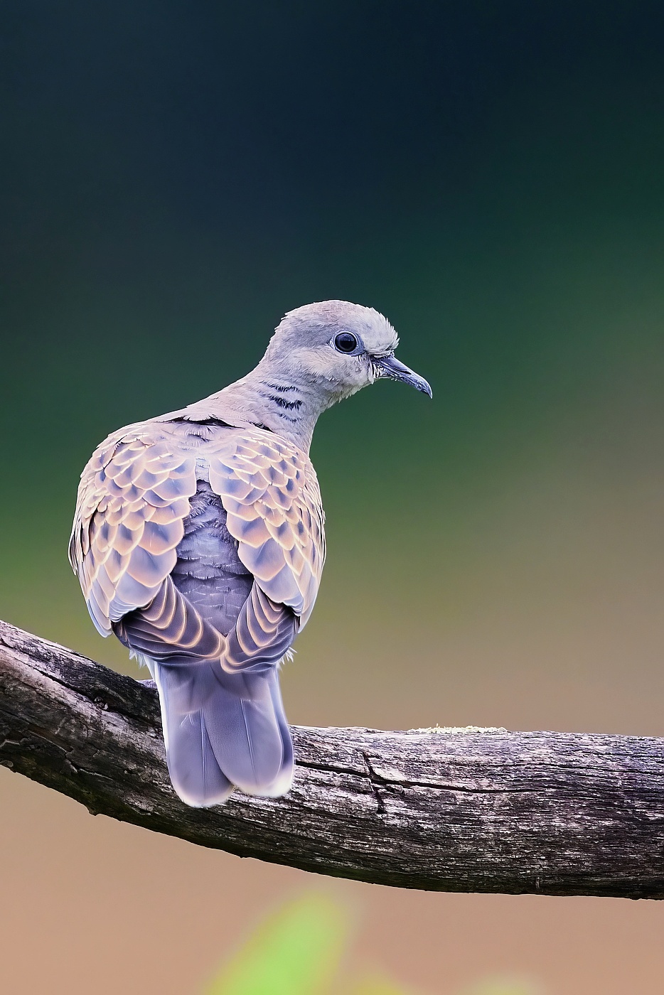 Hrdlička divoká  ( Streptopelia turtur )