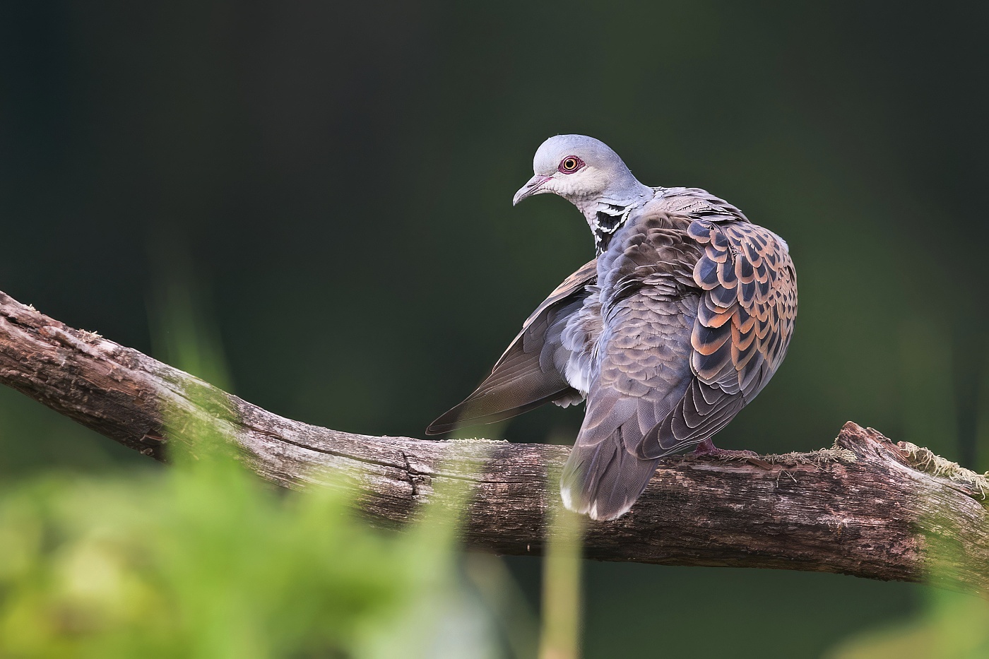 Hrdlička divoká  ( Streptopelia turtur )