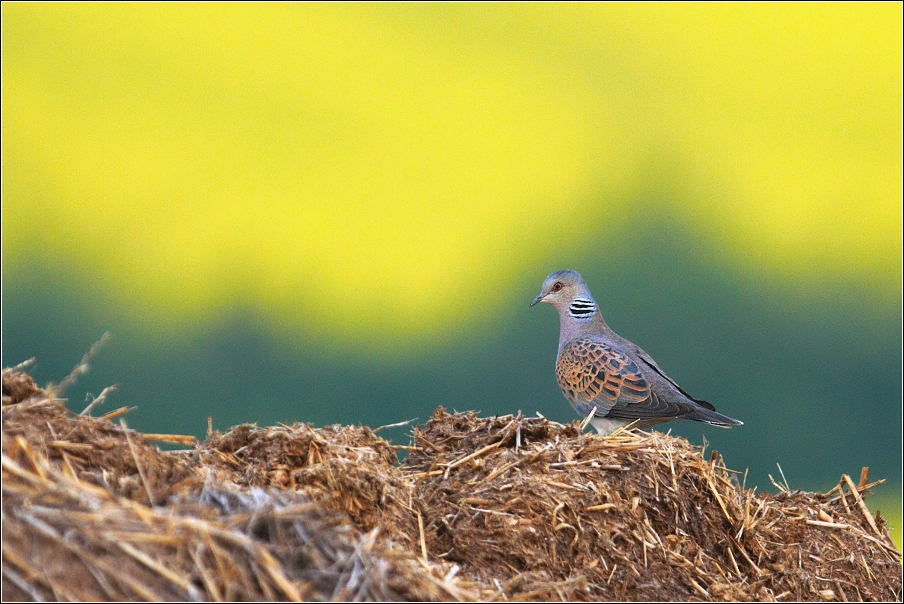 Hrdlička divoká  ( Streptopelia turtur )
