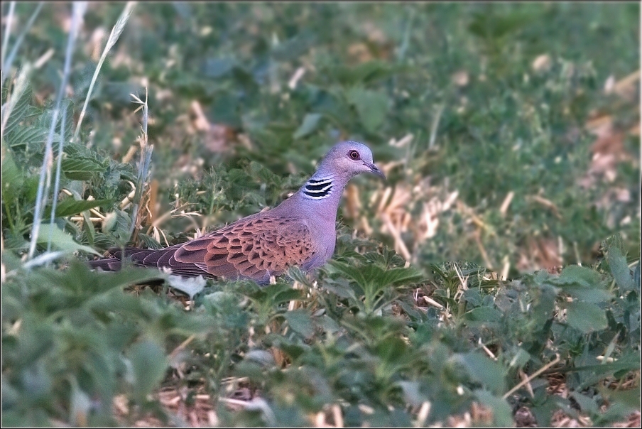 Hrdlička divoká  ( Streptopelia turtur )