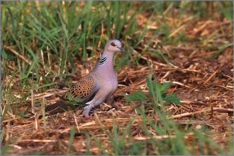 Hrdlička divoká  ( Streptopelia turtur )