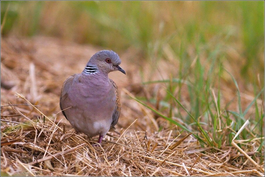 Hrdlička divoká  ( Streptopelia turtur )