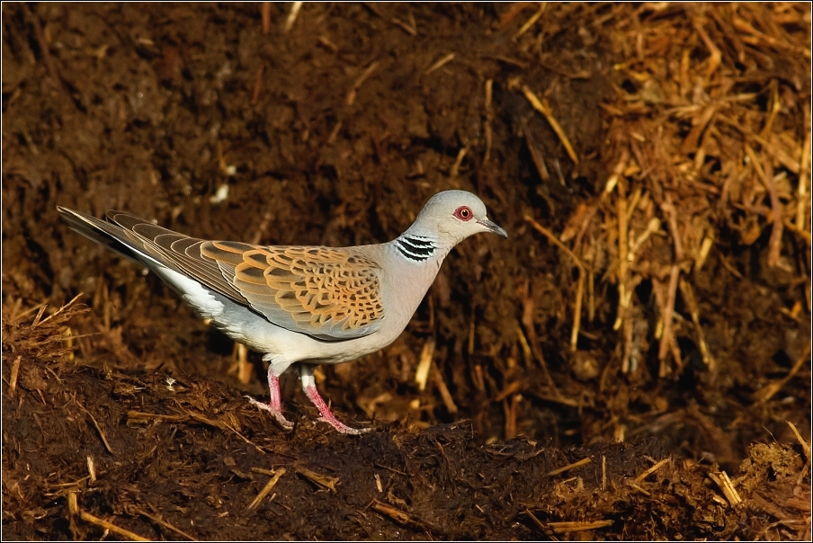 Hrdlička divoká  ( Streptopelia turtur )