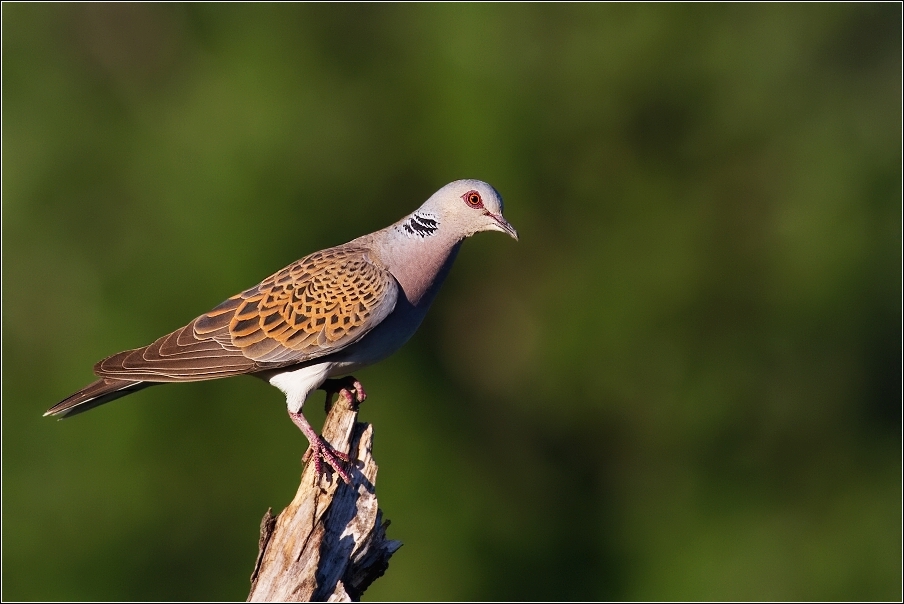 Hrdlička divoká  ( Streptopelia turtur )