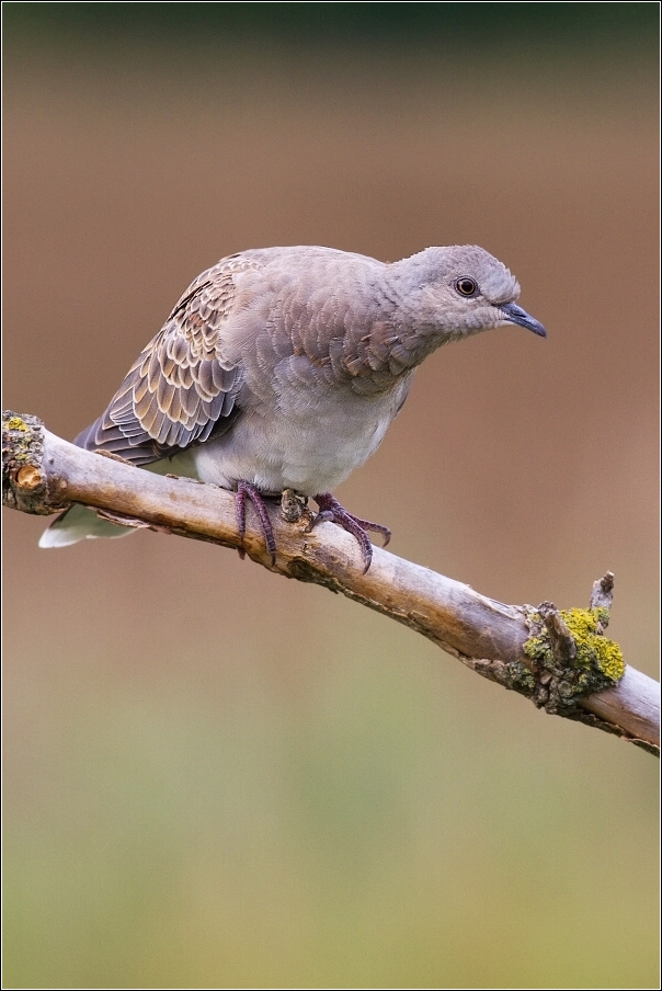 Hrdlička divoká  ( Streptopelia turtur )