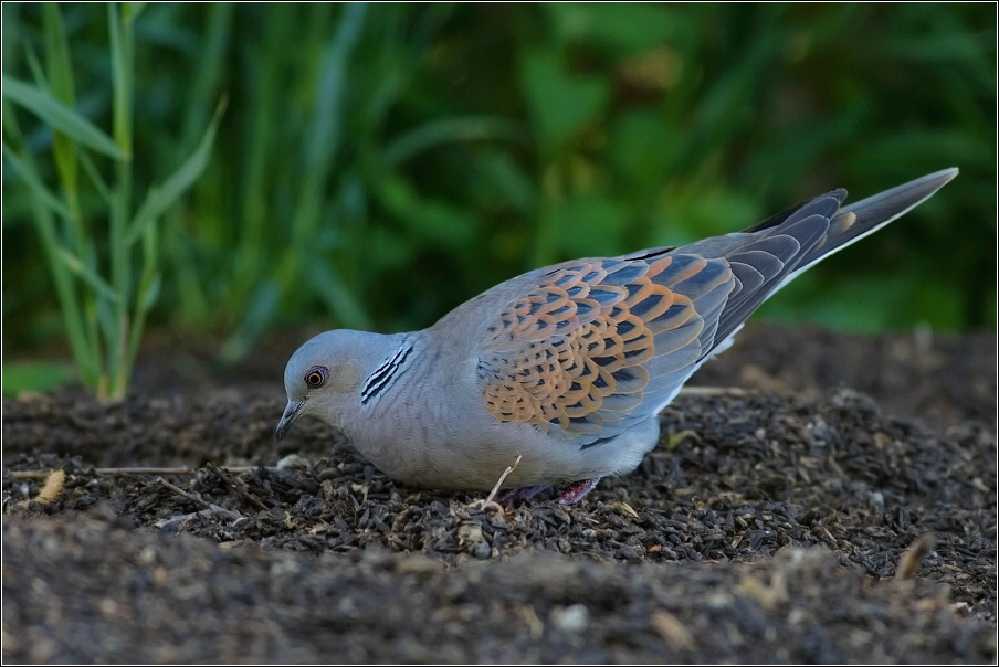 Hrdlička divoká  ( Streptopelia turtur )