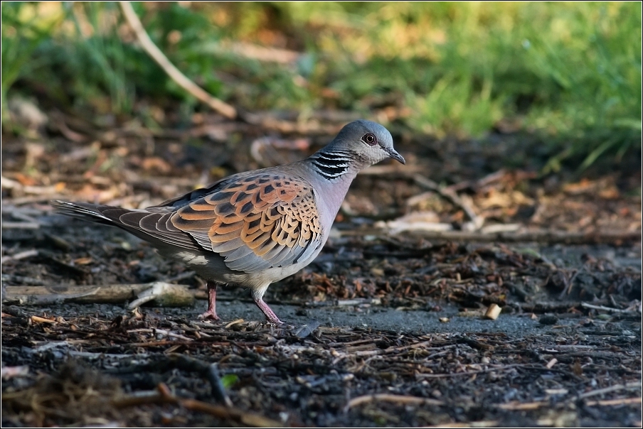 Hrdlička divoká  ( Streptopelia turtur )