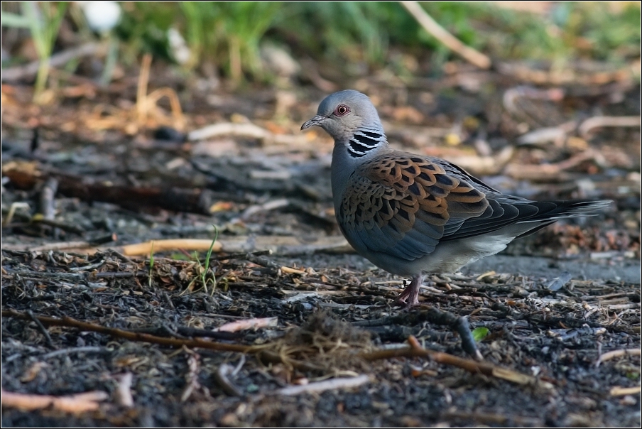 Hrdlička divoká  ( Streptopelia turtur )