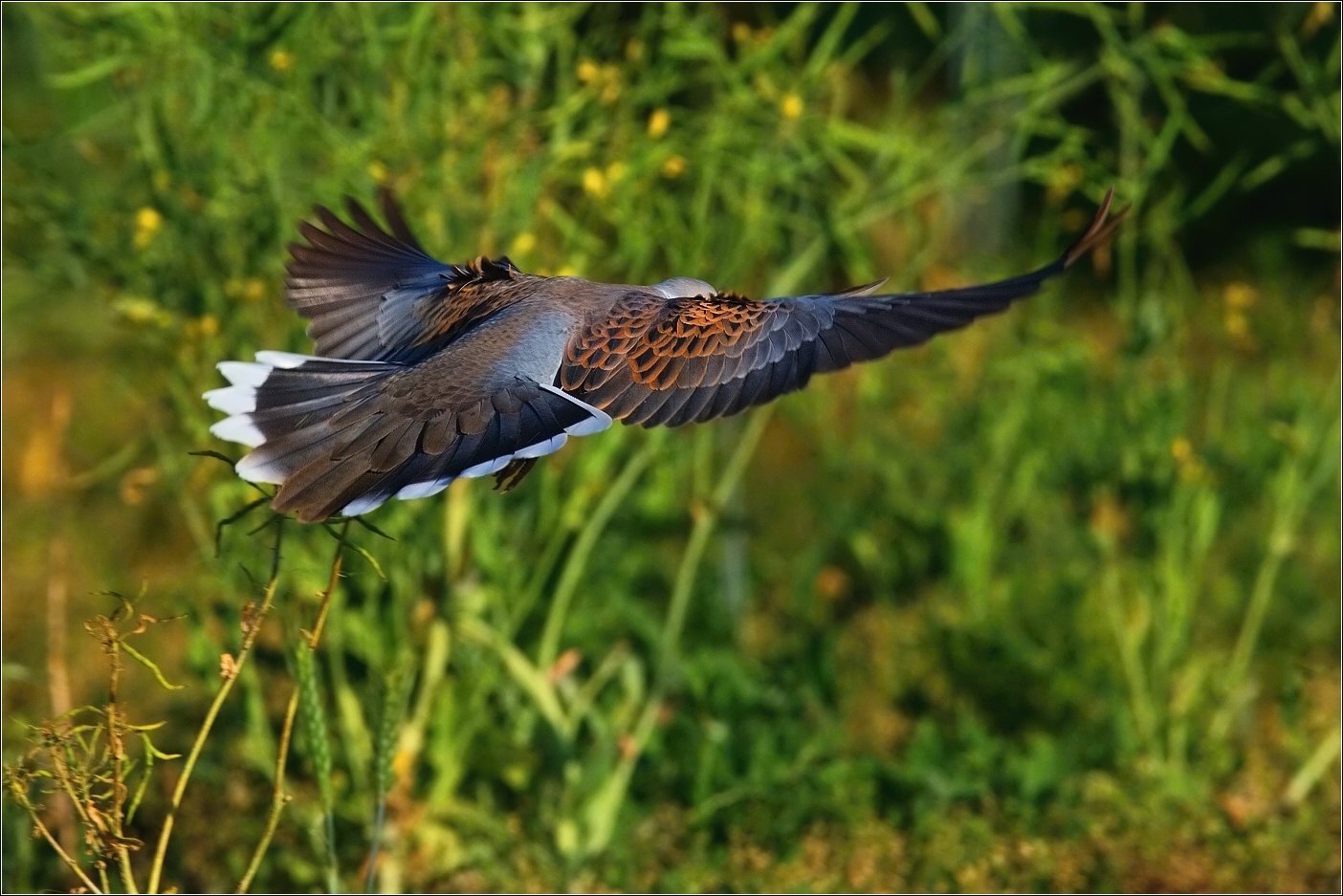 Hrdlička divoká  ( Streptopelia turtur )