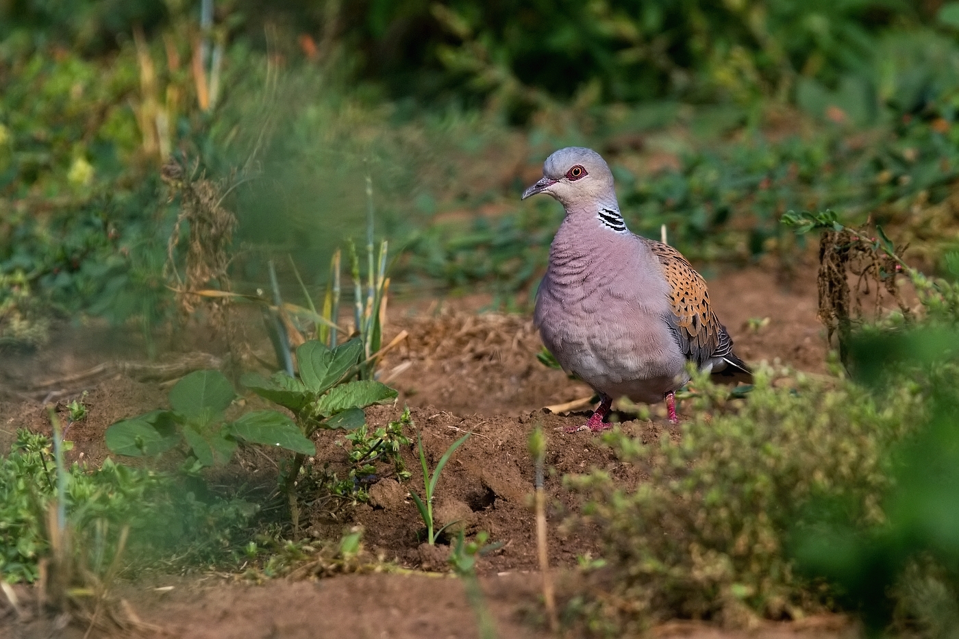 Hrdlička divoká  ( Streptopelia turtur )