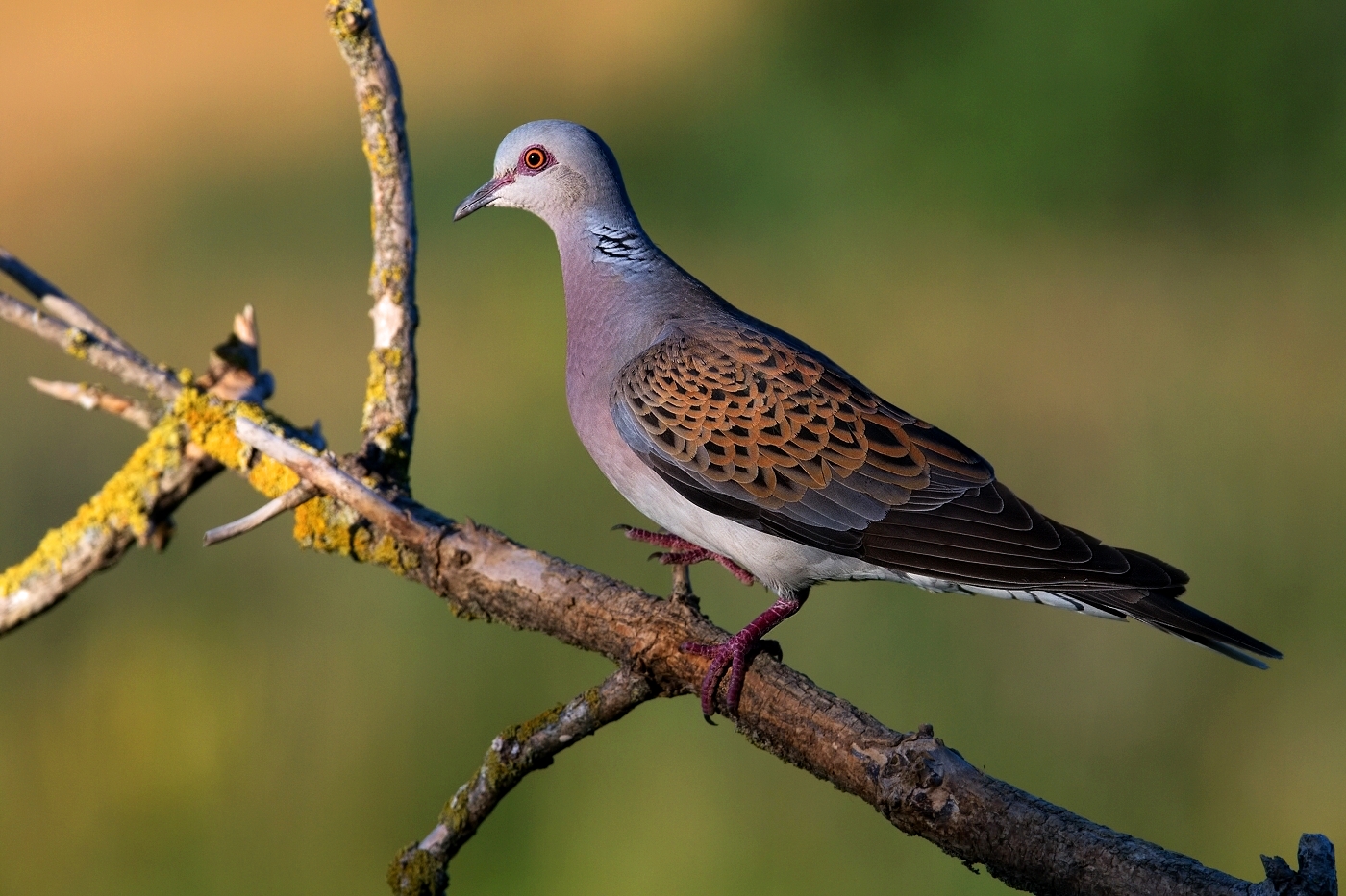 Hrdlička divoká  ( Streptopelia turtur )