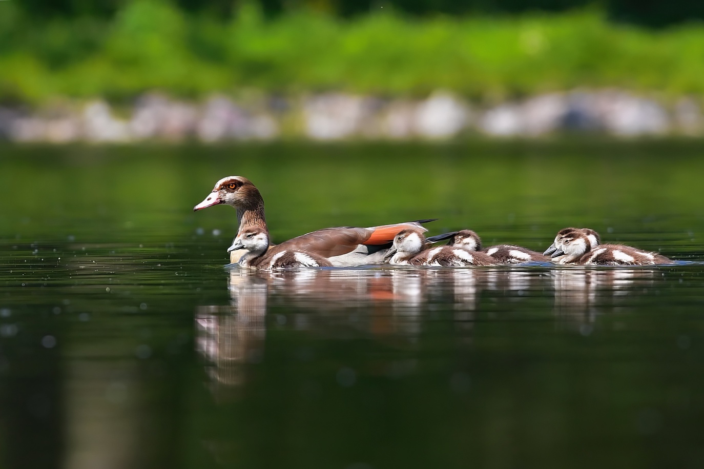 Husa nilská  ( Alopochen aegyptiacus )