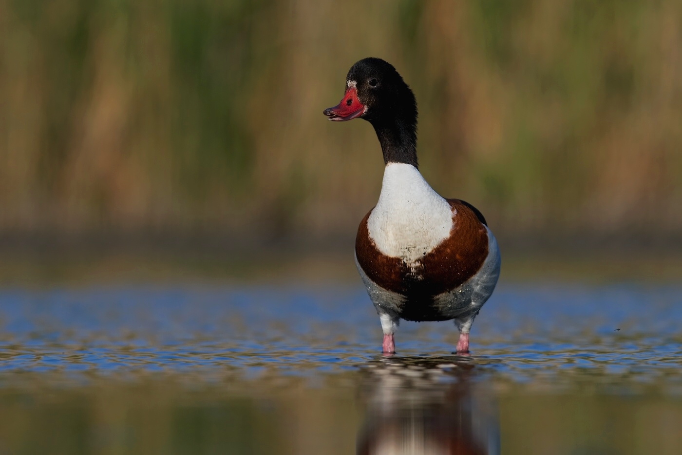 Husice liščí  (  Tadorna tadorna )