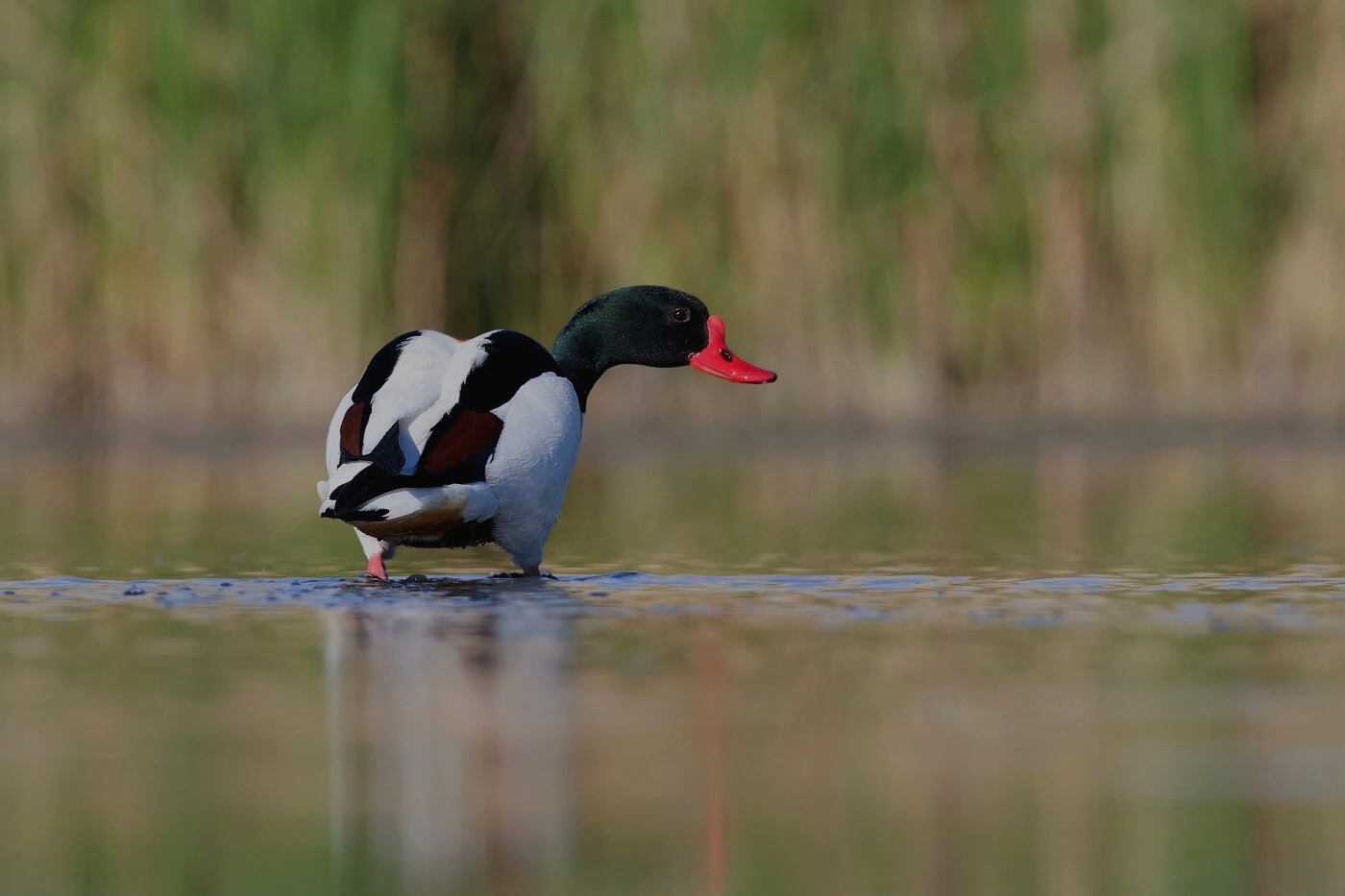 Husice liščí  (  Tadorna tadorna )